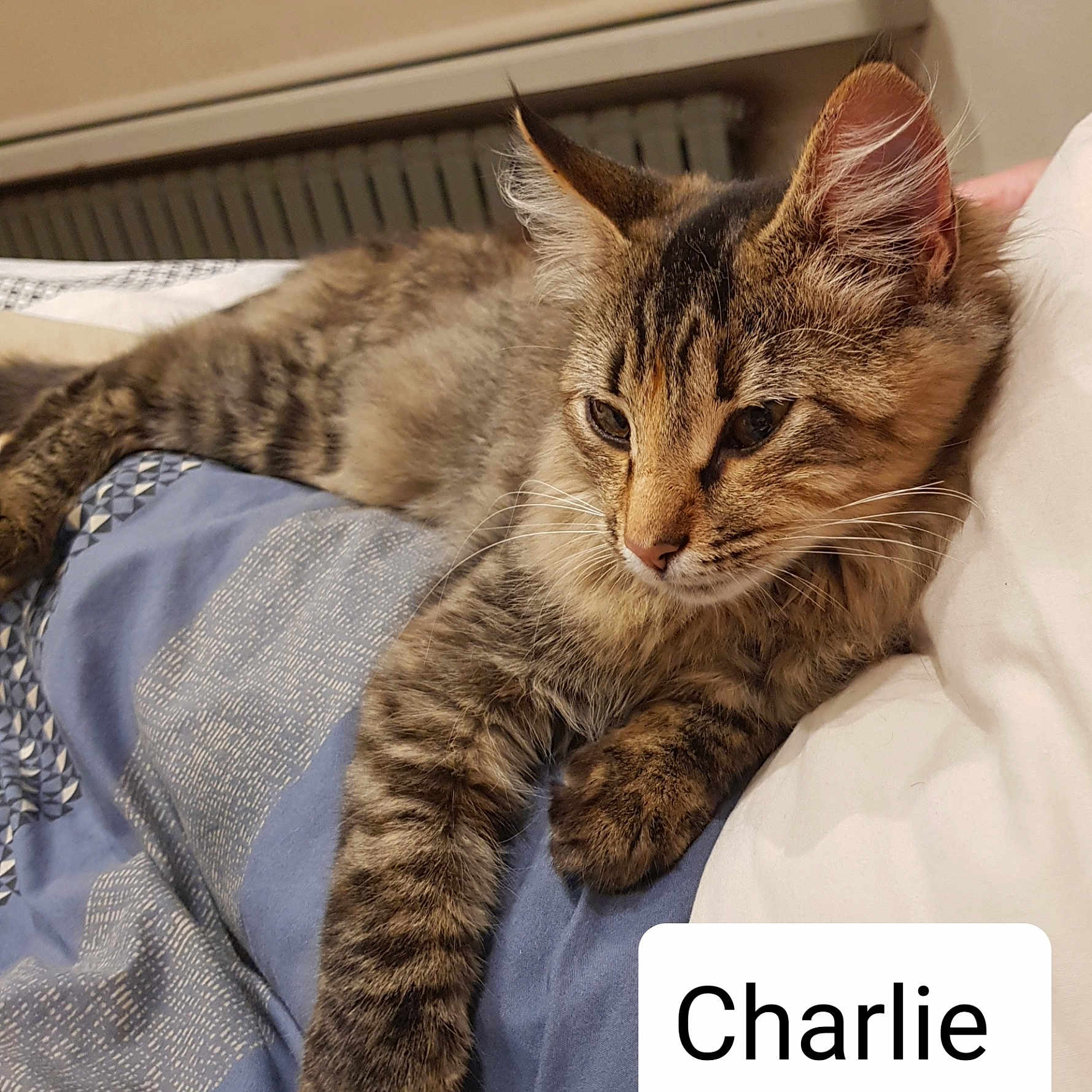 Charlie