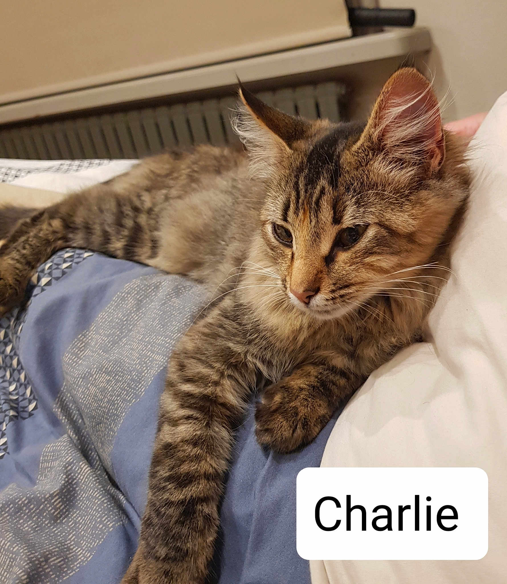 Charlie