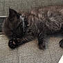 Smokey Midnight Bleu is registered to the contest to win money with this photo: adorable, animal, black_fur, cat, couch, cozy, cute, fabric, feline, fur, home, indoor, kitten, nap, paw, pet, relaxation, resting, sleeping, small