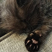 Smokey Midnight Bleu joined the competition — help win amazing prizes! animal, black_cat, cat, claws, closeup, cozy, cute, fabric, feline, fur, indoor, mammal, paw, pet, relaxation, resting, sleeping, soft, texture, whiskers