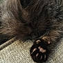 animal, black_cat, cat, claws, closeup, cozy, cute, fabric, feline, fur, indoor, mammal, paw, pet, relaxation, resting, sleeping, soft, texture, whiskers
