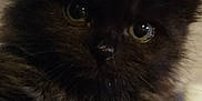 Smokey Midnight Bleu is registered to the contest to win money with this photo: animal, black_cat, blurred_background, close_up, cozy, cute, eyes, fabric, face, fluffy, fur, indoor, kitten, pet, portrait, resting, soft_lighting, texture, tree_silhouette, whiskers