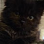 animal, black_cat, blurred_background, close_up, cozy, cute, eyes, fabric, face, fluffy, fur, indoor, kitten, pet, portrait, resting, soft_lighting, texture, tree_silhouette, whiskers