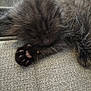 Smokey Midnight Bleu joined the competition — help win amazing prizes! adorable, animal, black_fur, cat, close_up, cozy, cute, fabric, fur, furry, indoor, kitten, nap, paw, pet, resting, sleeping, small, soft, texture