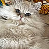 cat, fluffy, long_hair, pet, animal, indoor, close_up, relaxed, cute, feline, white, gray, patterned_background, soft, whiskers, ears, face, resting, cozy, domestic_cat