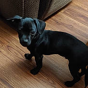 Buddy joined the competition — help win amazing prizes! puppy, dog, black_dog, wooden_floor, couch, indoor, pet, small_dog, curious, standing, floor, furniture, brown_couch, canine, animal, companion, domestic, young_dog, looking_up, living_room