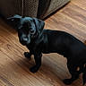 puppy, dog, black_dog, wooden_floor, couch, indoor, pet, small_dog, curious, standing, floor, furniture, brown_couch, canine, animal, companion, domestic, young_dog, looking_up, living_room