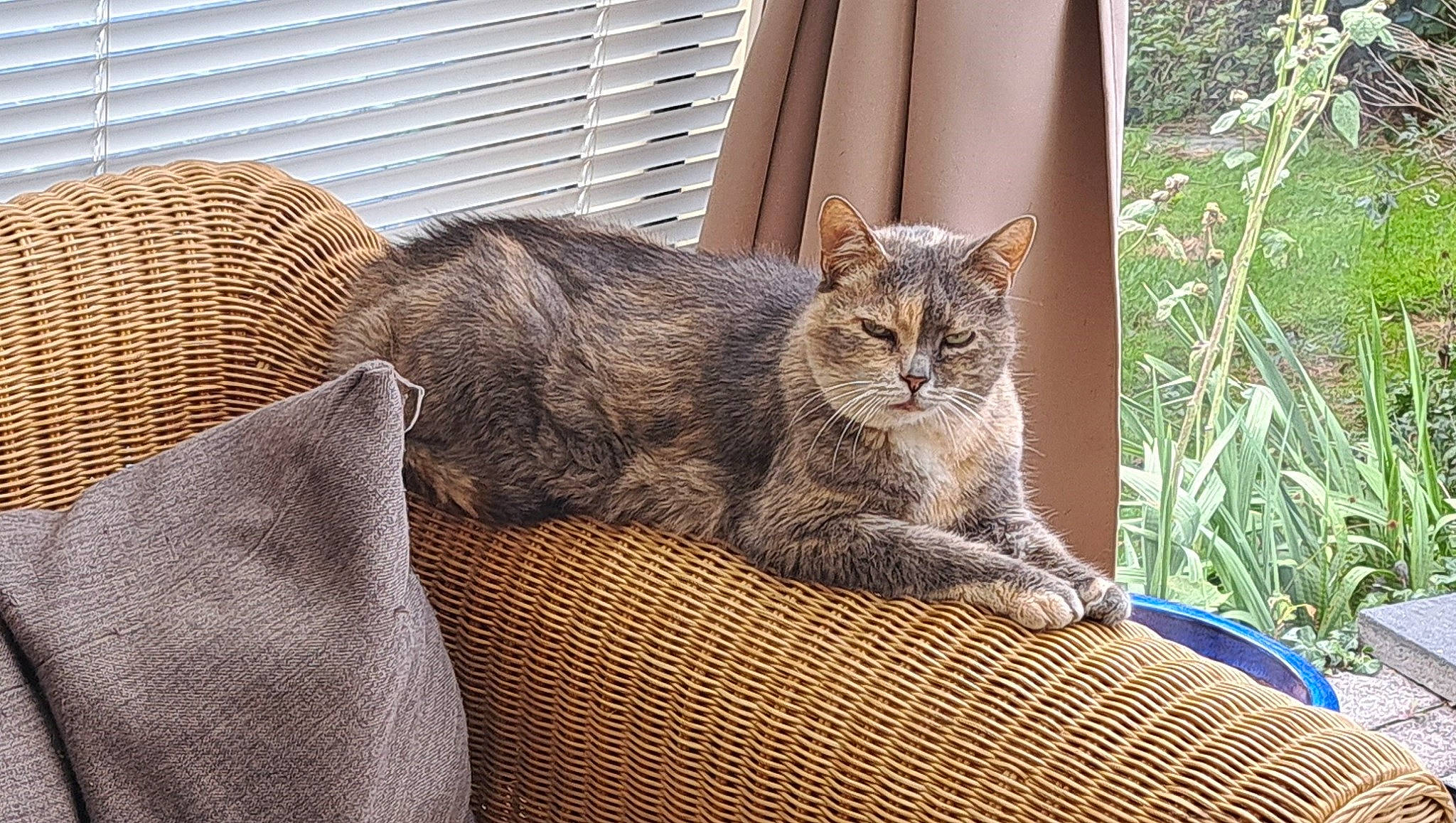 Sera a rejoint le concours — aidez-le/la à gagner de superbes lots ! carnivore, cat, cat_supply, claw, comfort, domestic_short_haired_cat, fawn, felidae, fur, grass, grey, plant, sitting, small_to_medium_sized_cats, tail, terrestrial_animal, tree, whiskers, window, wood