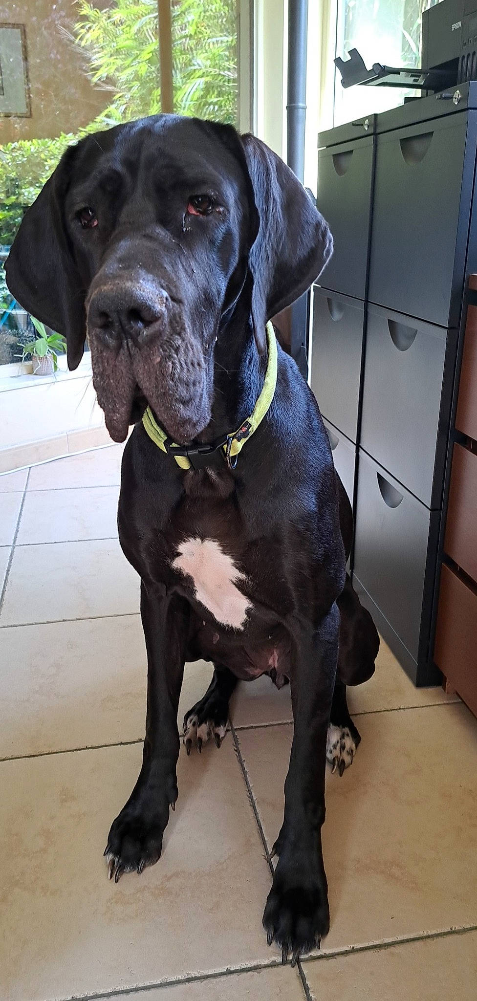 Taïga a rejoint le concours — aidez-le/la à gagner de superbes lots ! borador, cabinetry, canidae, carnivore, collar, companion_dog, dog, dog_breed, dog_collar, door, drawer, fur, gun_dog, hunting_dog, liver, snout, sporting_group, tail, working_animal