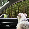 Willow is registered to the contest to win money with this photo: dog, car_interior, window, forest, greenery, side_view_mirror, collar, seat, door_handle, leash, fur, nature, travel, daylight, pet, looking_out, vehicle, trees, relaxation, road_trip