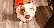 Willow is registered to the contest to win money with this photo: dog, orange_jacket, cowboy_hat, wooden_floor, pet, playful, tongue_out, indoor, brown_and_white_fur, looking_up, shadow, costume, canine, domestic_animal, cute, animal_portrait, small_hat, flooring, pet_clothing, adorable