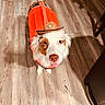 adorable, animal_portrait, brown_and_white_fur, canine, costume, cowboy_hat, cute, dog, domestic_animal, flooring, indoor, looking_up, orange_jacket, pet, pet_clothing, playful, shadow, small_hat, tongue_out, wooden_floor