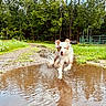 Willow is registered to the contest to win money with this photo: dog, muddy_puddle, splash, dirt_path, grass, trees, forest, outdoor, nature, canine, running, happy, playful, water, reflection, sky, greenery, daylight, animal, rural