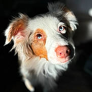 Willow joined the competition — help win amazing prizes! dog, close_up, blue_eyes, white_fur, brown_patch, pet, animal, portrait, indoor, fluffy, canine, ears, snout, nose, fur, expression, looking_up, lighting, shadow, cute