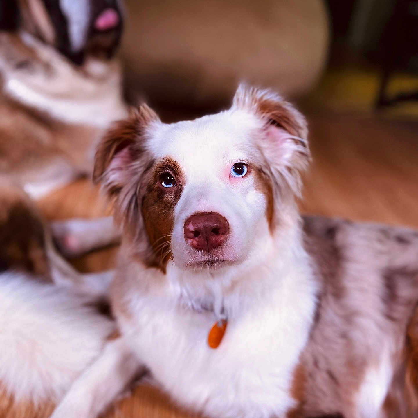 Willow joined the competition — help win amazing prizes! dog, australian_shepherd, saint_bernard, indoor, wooden_floor, two_dogs, heterochromia, brown_and_white, tongue_out, pet, animal, canine, fur, relaxed, lying_down, focus, blurry_background, companion, cute, portrait