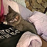 Maui is registered to the contest to win money with this photo: cat, sleeping, person, pink_hair, blanket, quilt, stone_wall, indoor, cozy, resting, fur, pet, snuggling, comfort, soft, mammal, domestic_animal, relaxation, human, cuddle