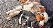Maui is registered to the contest to win money with this photo: dog, kitten, sleeping, carpet, pet, animal, resting, cute, friendship, fur, indoors, cozy, companion, relaxation, domestic, laying_down, adorable, snuggle, peaceful, nap