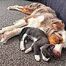 dog, kitten, sleeping, carpet, pet, animal, resting, cute, friendship, fur, indoors, cozy, companion, relaxation, domestic, laying_down, adorable, snuggle, peaceful, nap