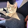 cat, kitten, gray_fur, white_fur, car_seat, sunlight, shadow, collar, pet, domestic_animal, relaxing, close_up, feline, animal, indoor, seat_cover, leather_bag, pink_strap, whiskers, ears
