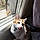 Choupette