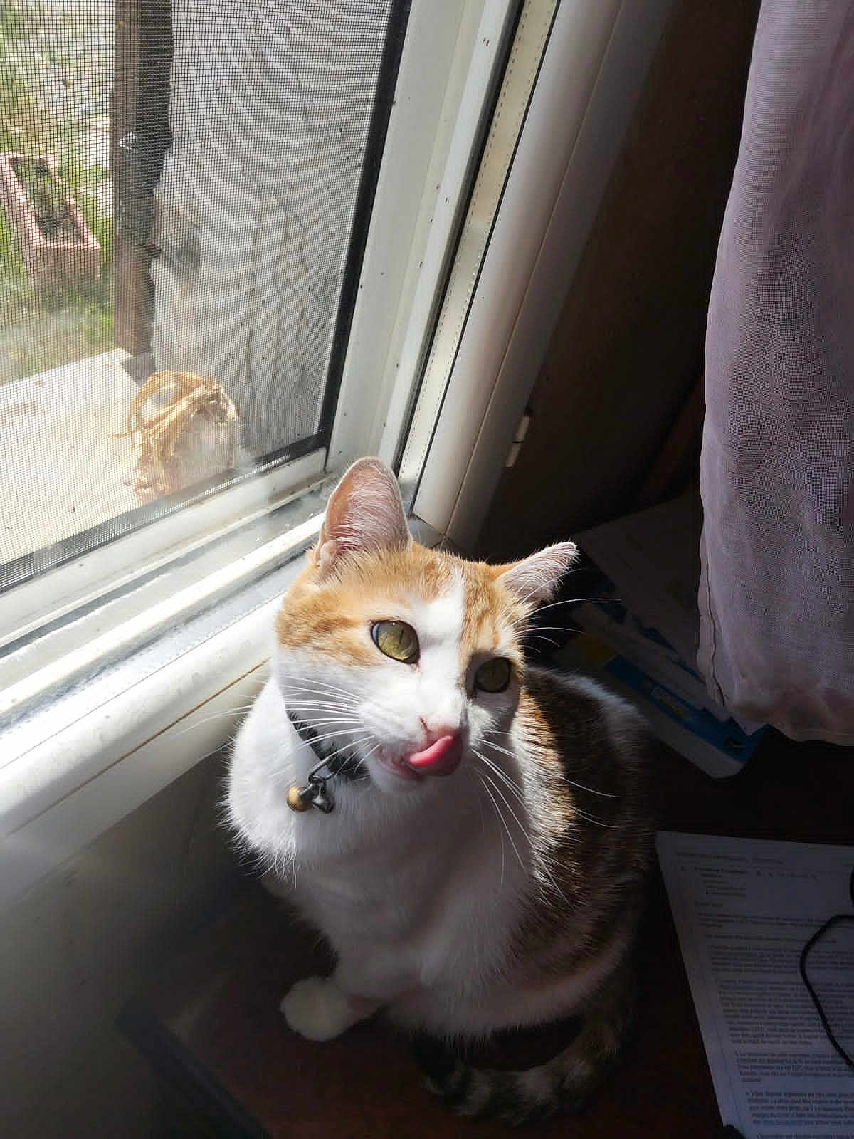 Choupette