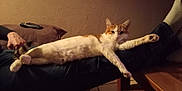 Choupette participe au concours pour gagner de l'argent avec cette photo : animal, calm, cat, couch, cozy, cute, domestic, furniture, indoor, jeans, legs, orange_and_white, person, pet, relaxed, remote_control, resting, stretching, warm_lighting, wooden_table