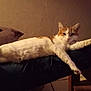animal, calm, cat, couch, cozy, cute, domestic, furniture, indoor, jeans, legs, orange_and_white, person, pet, relaxed, remote_control, resting, stretching, warm_lighting, wooden_table