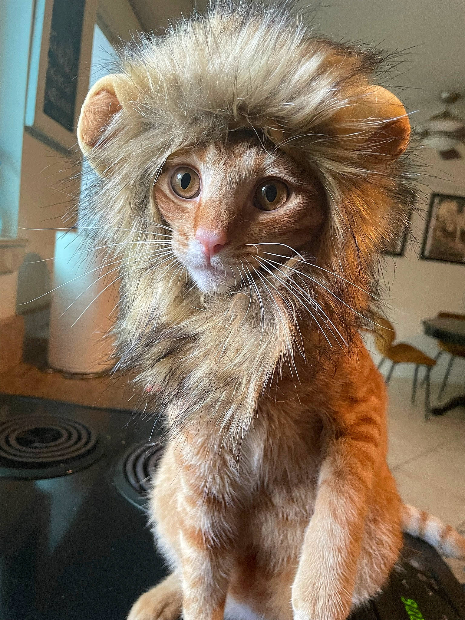 Dasher is registered to the contest to win money with this photo: canidae, carnivore, cat, chair, claw, companion_dog, fawn, feather, felidae, fur, iris, paw, picture_frame, small_to_medium_sized_cats, snout, tail, terrestrial_animal, whiskers, window