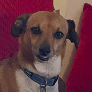 Rocky joined the competition — help win amazing prizes! dog, puppy, pet, canine, portrait, close_up, sitting, collar, leash, brown_fur, white_chest, floppy_ears, black_nose, dark_eyes, toothy_grin, red_cushions, indoor, home, candid, animal