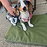 Heidi is registered to the contest to win money with this photo: dog, dachshund, pet, merle_coat, blue_eyes, pink_harness, cushion, outdoor, concrete, brick_wall, person, hands, curious, small_dog, animal, sitting, looking_up, canine, leash, domestic_animal