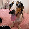 Heidi joined the competition — help win amazing prizes! dog, blue_eyes, tongue_out, bed, pink_bedspread, indoor, pet, cute, happy, canine, fur, animal, small_dog, looking_up, whiskers, nose, ears, smiling, room, soft