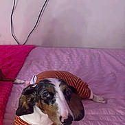 Heidi is registered to the contest to win money with this photo: dog, pet, bed, pink_bedspread, striped_shirt, orange_shirt, indoor, ivy, plant, wall, cables, curious, small_dog, lying_down, cozy, domestic, cute, animal, resting, casual
