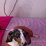 dog, pet, bed, pink_bedspread, striped_shirt, orange_shirt, indoor, ivy, plant, wall, cables, curious, small_dog, lying_down, cozy, domestic, cute, animal, resting, casual
