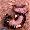 dog, carpet, indoor, pet, relaxed, lying_down, fur, toy, playful, cute, brown, white, black, paw, belly, ears, floor, home, animal, pet_toy