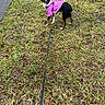 dog, leash, grass, sidewalk, purple_jacket, outdoor, pet, small_dog, walking, canine, green_grass, pavement, animal, fur, nature, playful, looking_back, daylight, park, companion