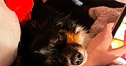 Baby B joined the competition — help win amazing prizes! dog, sleeping, person, arm, red_heart, plush, phone, hand, blanket, indoor, cozy, relaxing, fur, black_dog, brown_dog, closeup, soft_texture, casual, resting, bedroom