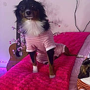 Baby B is registered to the contest to win money with this photo: dog, pajamas, bed, blanket, pink, indoor, guitar, decor, pet, animal, cute, fur, resting, standing, cozy, textured_blanket, two_dogs, looking_at_camera, relaxed, home