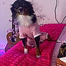dog, pajamas, bed, blanket, pink, indoor, guitar, decor, pet, animal, cute, fur, resting, standing, cozy, textured_blanket, two_dogs, looking_at_camera, relaxed, home