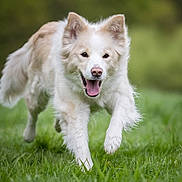 Jade participe au concours pour gagner de l'argent avec cette photo : dog, running, grass, outdoor, happy, animal, pet, canine, fur, ears, tongue, nature, green, playful, energetic, muzzle, mouth, field, daylight, grassland