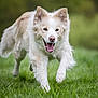 dog, running, grass, outdoor, happy, animal, pet, canine, fur, ears, tongue, nature, green, playful, energetic, muzzle, mouth, field, daylight, grassland