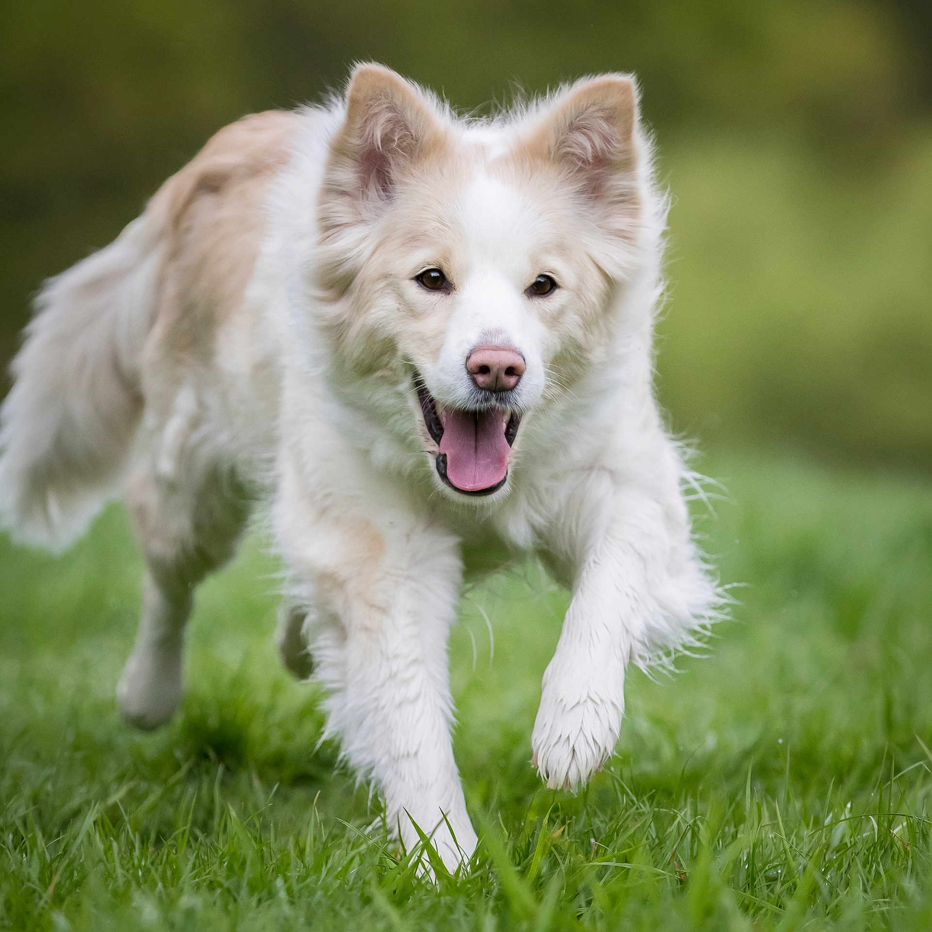 Jade participe au concours pour gagner de l'argent avec cette photo : animal, canine, daylight, dog, ears, energetic, field, fur, grass, grassland, green, happy, mouth, muzzle, nature, outdoor, pet, playful, running, tongue