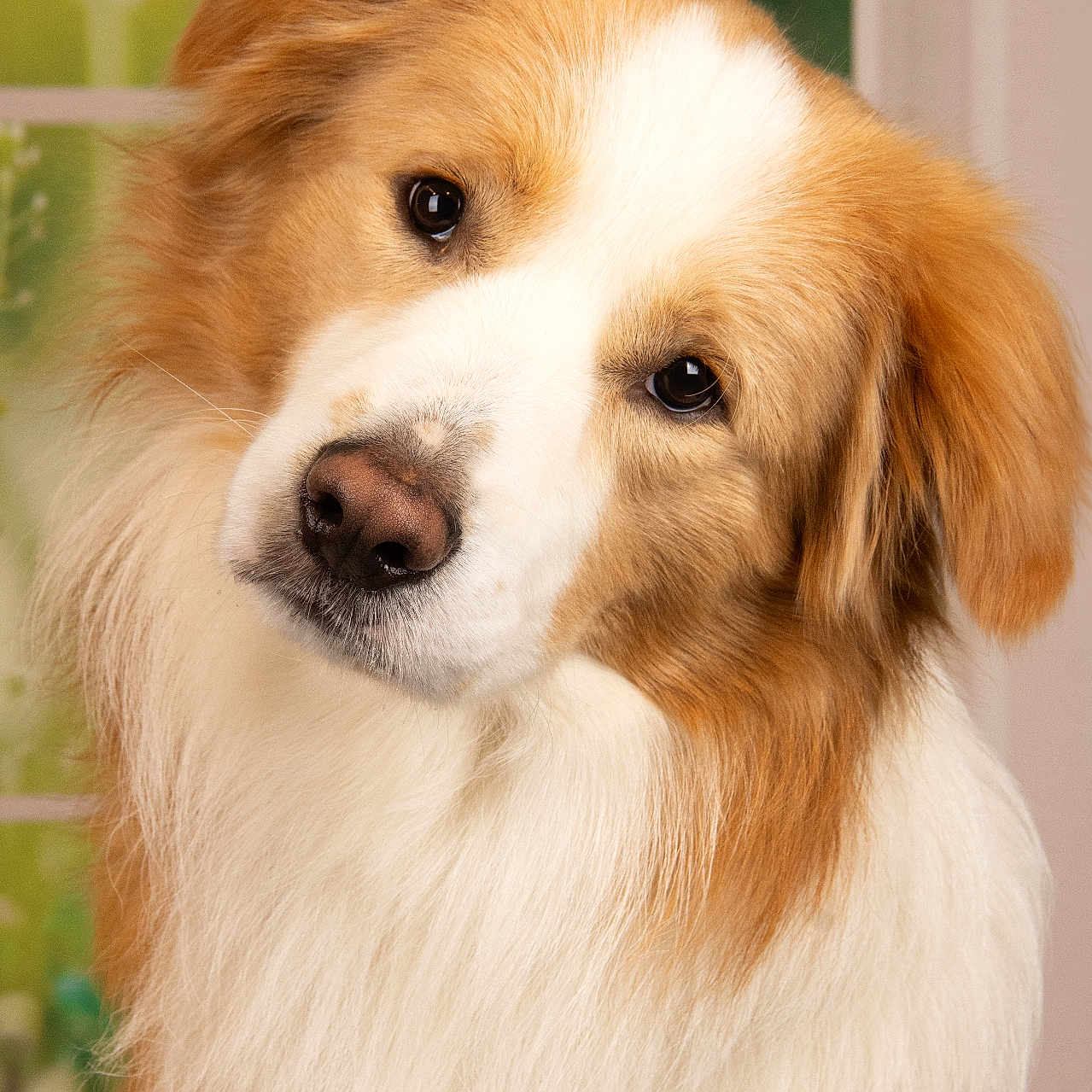 Ashka a rejoint le concours — aidez-le/la à gagner de superbes lots ! dog, pet, canine, fluffy, head_tilt, curious, indoor, portrait, fur, brown, white, closeup, animal, friendly, cute, companion, mammal, adorable, looking, soft