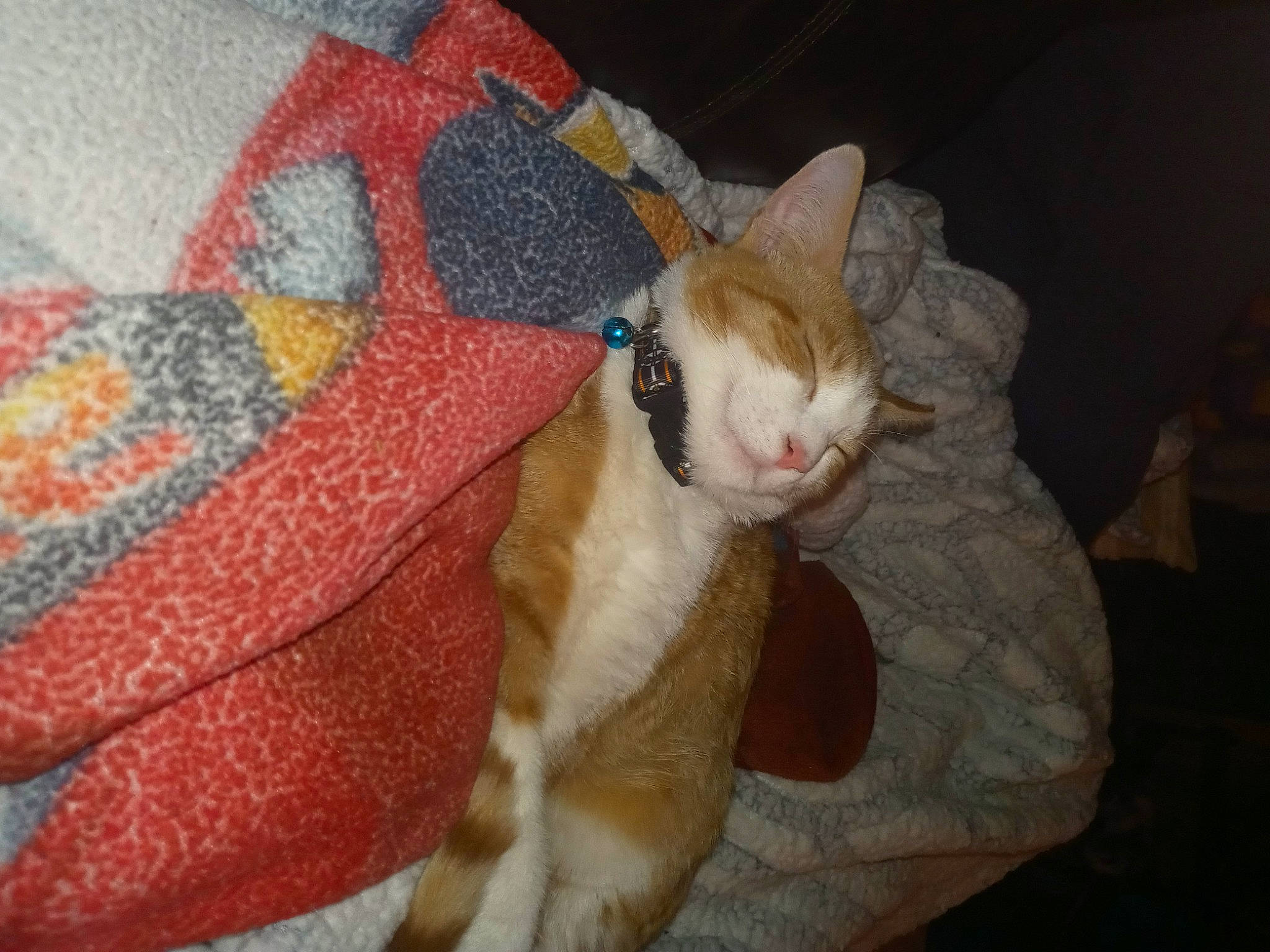 Oliver joined the competition — help win amazing prizes! carmine, carnivore, cat, claw, comfort, domestic_short_haired_cat, eye, fawn, felidae, fur, human_leg, linens, pattern, paw, small_to_medium_sized_cats, snout, tail, whiskers, wool