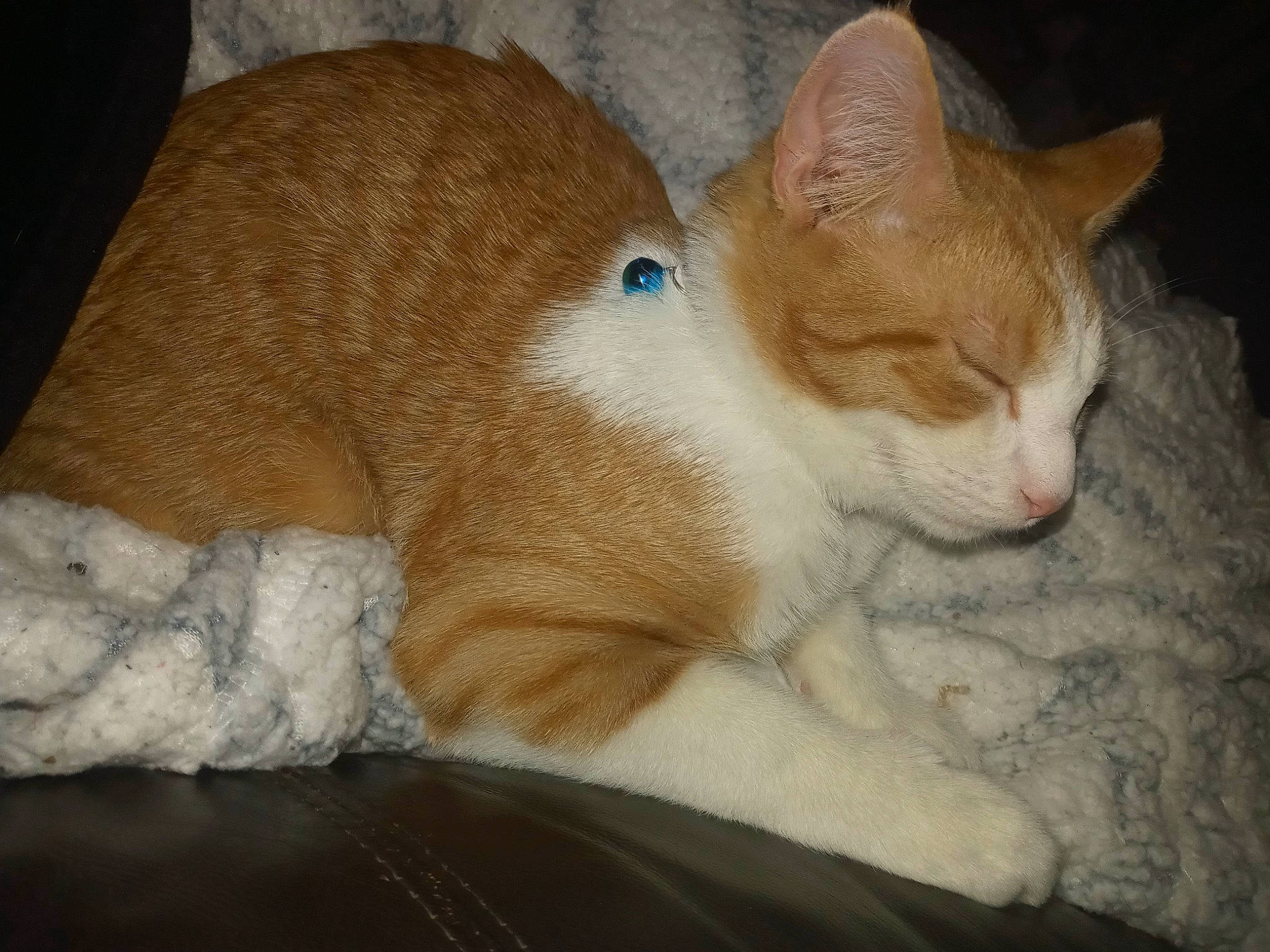 Oliver joined the competition — help win amazing prizes! carnivore, cat, cat_supply, claw, comfort, domestic_short_haired_cat, fawn, felidae, foot, fur, paw, small_to_medium_sized_cats, snout, tail, whiskers, wood