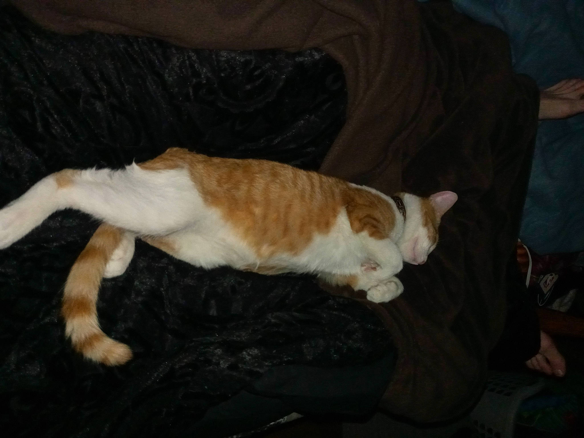 Oliver joined the competition — help win amazing prizes! brown, canidae, carnivore, cat, claw, comfort, companion_dog, dog_breed, domestic_short_haired_cat, fawn, felidae, fur, hardwood, paw, small_to_medium_sized_cats, snout, sporting_group, tail, whiskers, wood