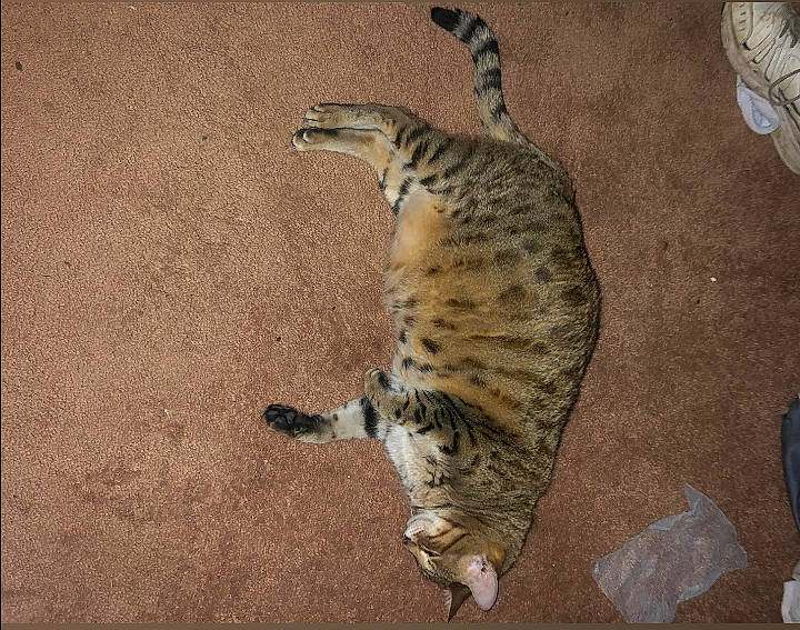 Francesca joined the competition — help win amazing prizes! carnivore, cat, domestic_short_haired_cat, felidae, flooring, fur, paw, small_to_medium_sized_cats, tail, terrestrial_animal, whiskers, wildlife