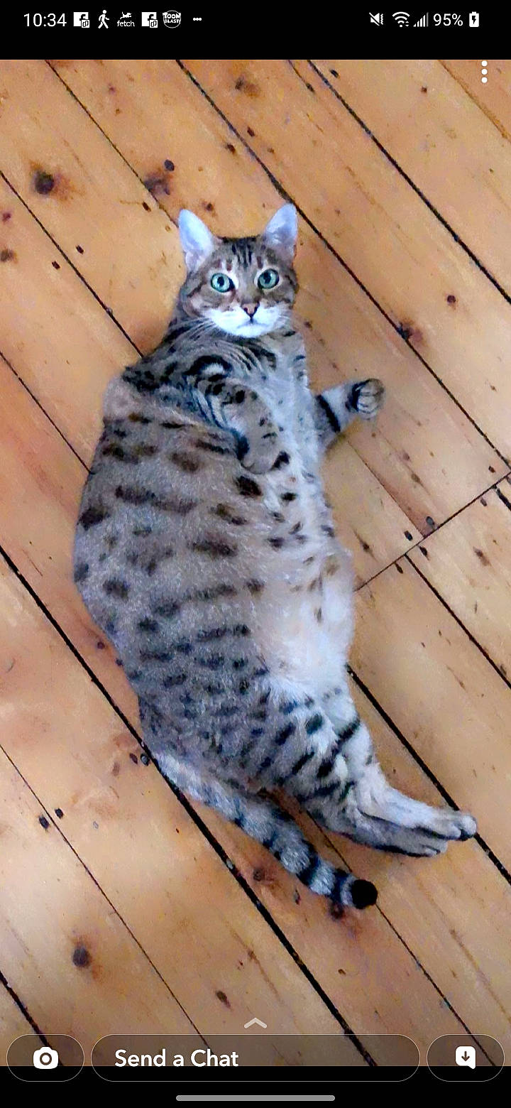 Francesca is registered to the contest to win money with this photo: carnivore, cat, domestic_short_haired_cat, felidae, flooring, fur, hardwood, pattern, paw, plank, small_to_medium_sized_cats, tail, terrestrial_animal, tile_flooring, whiskers, wildlife, wood, wood_stain