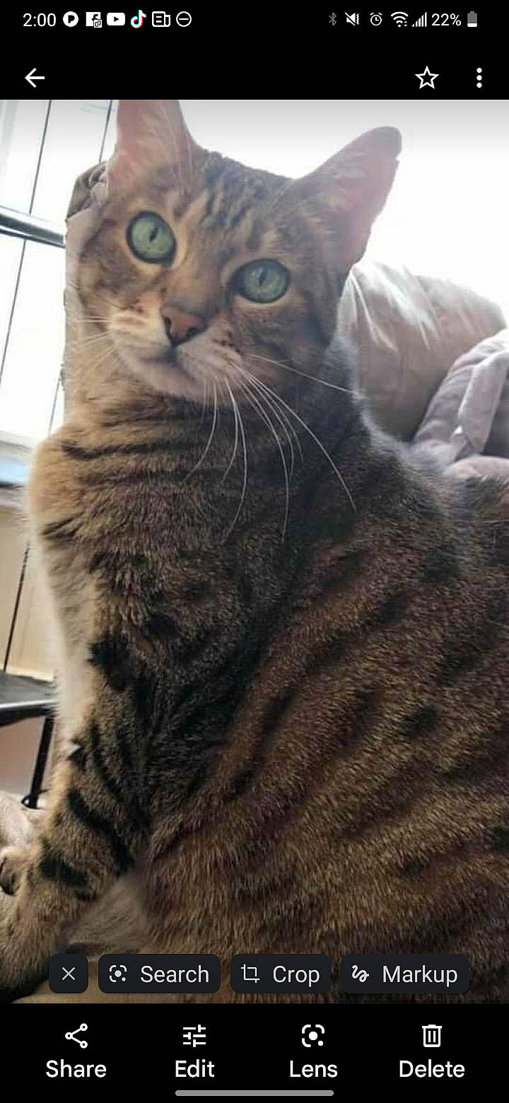 Francesca joined the competition — help win amazing prizes! carnivore, cat, comfort, domestic_short_haired_cat, felidae, fur, small_to_medium_sized_cats, snout, terrestrial_animal, whiskers, window