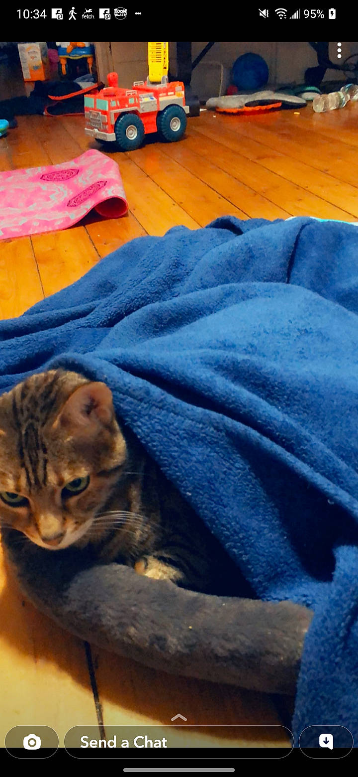 Francesca joined the competition — help win amazing prizes! carnivore, cat, comfort, domestic_short_haired_cat, electric_blue, fawn, felidae, flooring, fur, grass, linens, sitting, small_to_medium_sized_cats, tail, terrestrial_animal, textile, tire, wheel, whiskers, wood