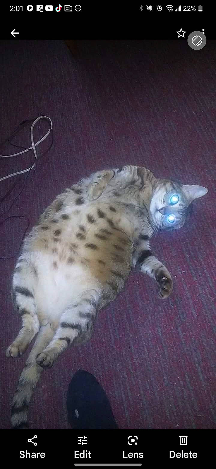 Francesca is registered to the contest to win money with this photo: carnivore, cat, claw, darkness, domestic_short_haired_cat, felidae, foot, fur, night, paw, small_to_medium_sized_cats, tail, terrestrial_animal, whiskers